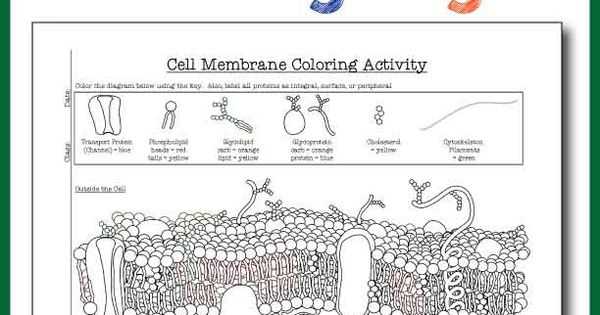 Cell Membrane Coloring Worksheet Answer Key with Worksheets 49 Beautiful Cell Membrane Coloring Worksheet Answers Hd