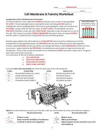 Cell Membrane Worksheet Answers or Cell Membrane and tonicity Worksheet Worksheets for All