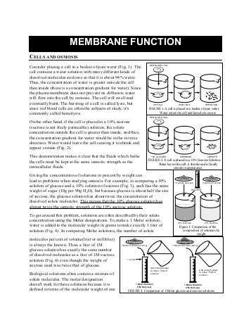 Cell Membrane Worksheet Pdf Along with Worksheets 48 New Cell Structure and Function Worksheet High