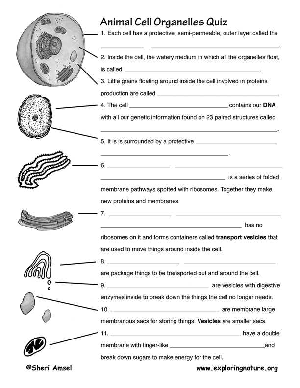Cell Membrane Worksheet Pdf or Biology Worksheets Pdf