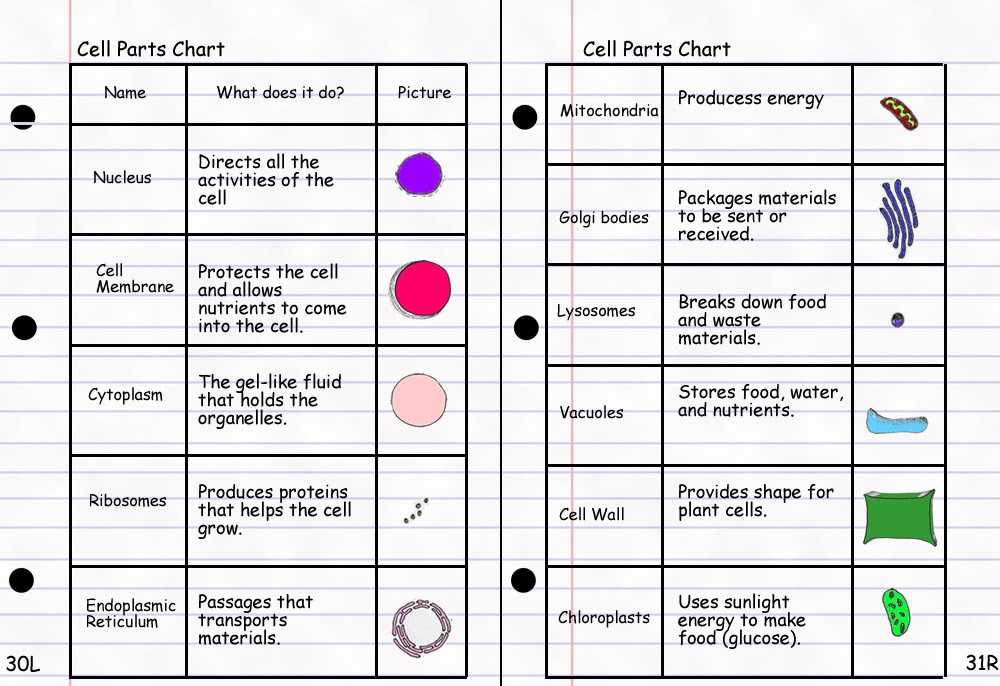 Cell organelles and their Functions Worksheet Along with Chapter 4 Cell Structure and Function Worksheet Answers New Plant