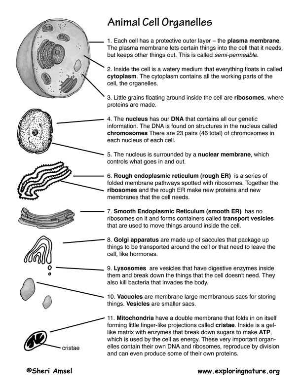 Cell organelles and their Functions Worksheet Answers or 1240 Best School Science Images On Pinterest