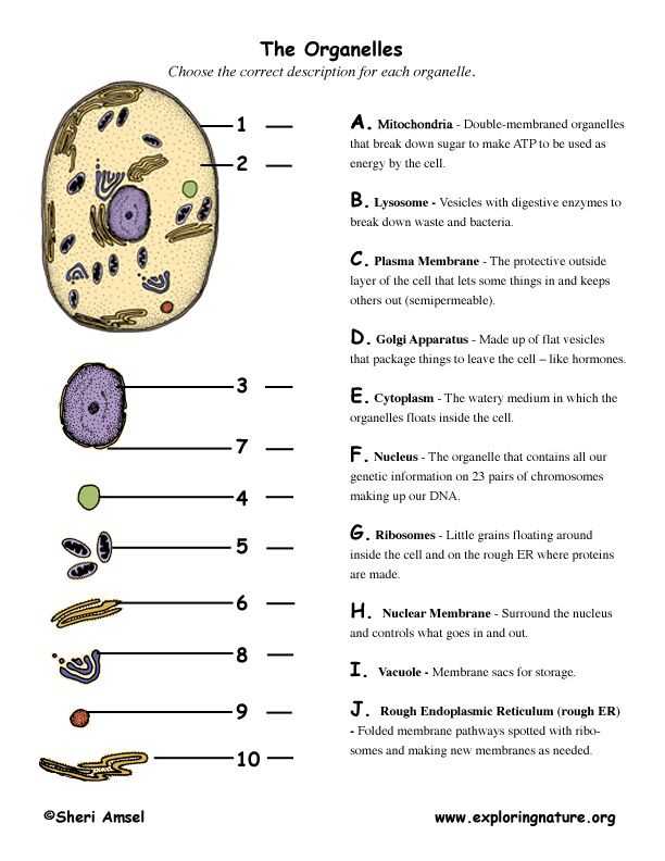 Cell organelles and their Functions Worksheet as Well as 266 Best Biology Cell theory organelles Images On Pinterest