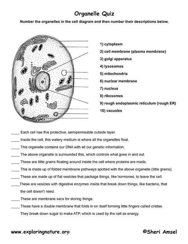 Cell organelles and their Functions Worksheet or Cell organelles and their Functions Worksheet Answers New Cell