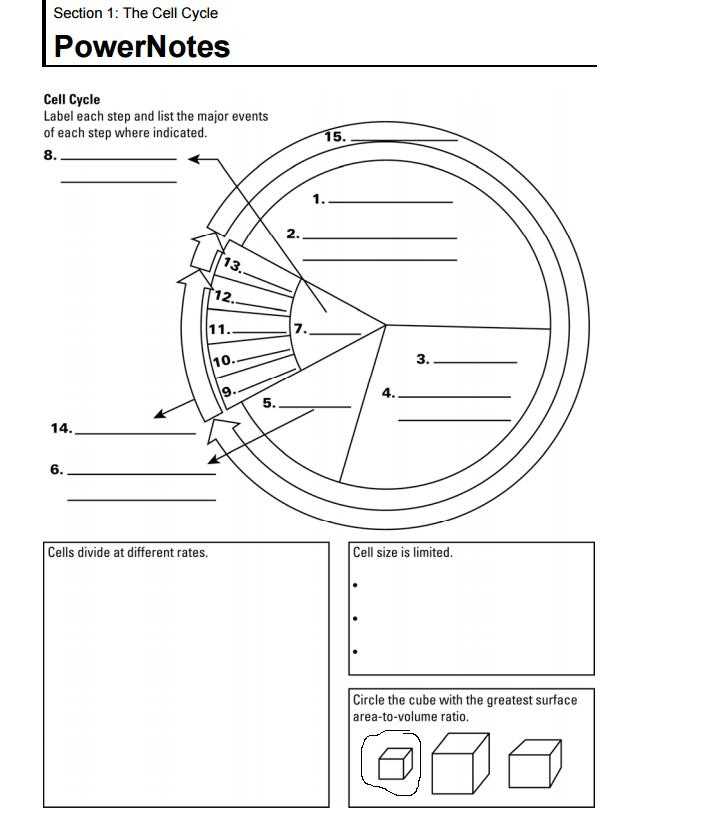 Cell Reproduction Worksheet Answers and Mr Lopez S Biology Class October 2015