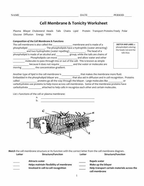 Cell Transport Review Worksheet Answers and Beautiful Cell Transport Review Worksheet Awesome Cell Transport