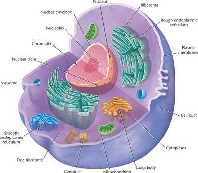 Cells Alive Animal Cell Worksheet Answer Key as Well as 136 Best Biology Images On Pinterest