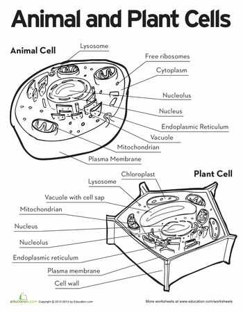 Cells Alive Animal Cell Worksheet Answer Key or 32 Best Science Cells Basic Unit Of Life Images On Pinterest