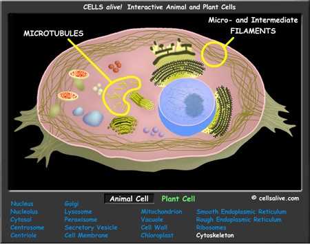 Cells Alive Bacterial Cell Worksheet Answer Key or 60 Best Cells Images On Pinterest