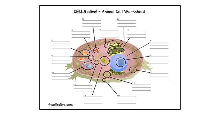 Cells Alive Cell Cycle Worksheet Along with organization Eukaryotic Genome by thelawofscience Via Slideshare