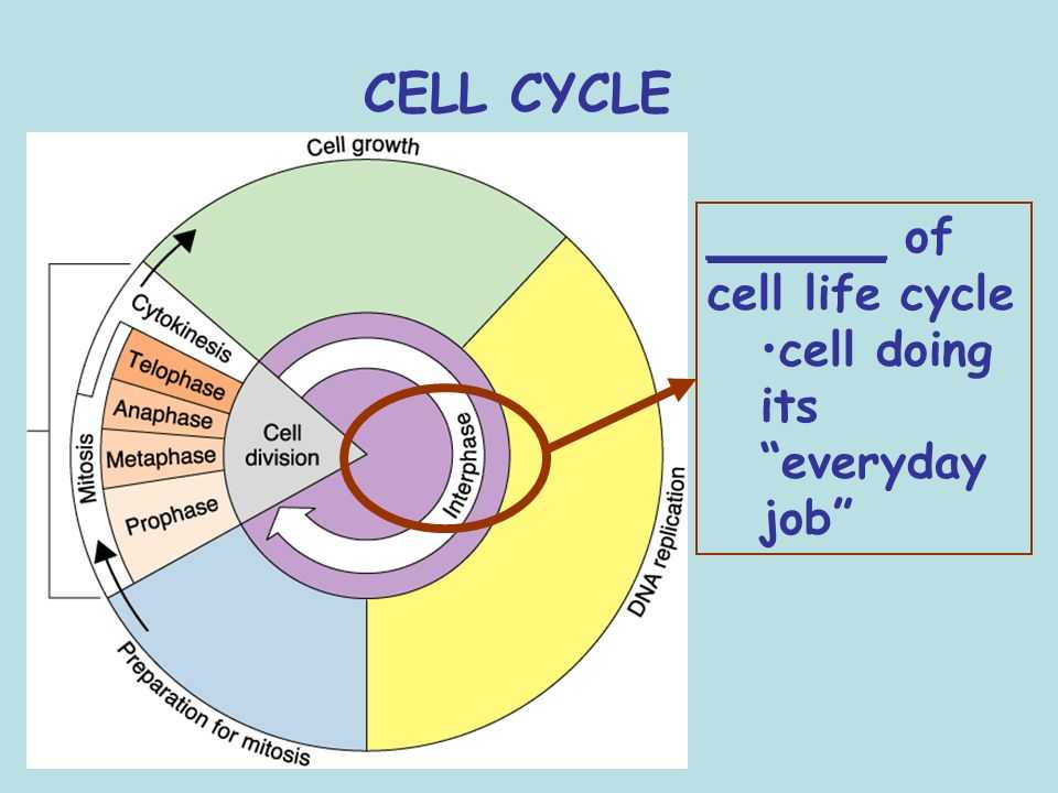 Cells Alive Cell Cycle Worksheet Also Chapter 10 Cell Growth and Regulation and A Ual Reproduction