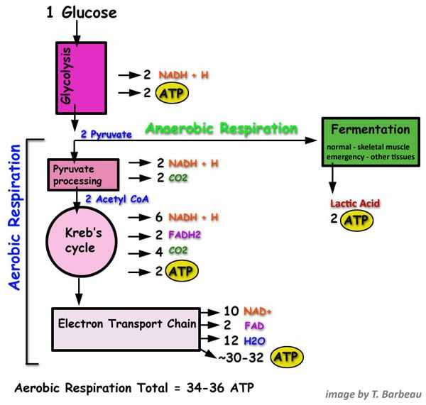 Cellular Respiration Overview Worksheet Chapter 7 Answer Key and 65 Best Cellular Respiration Images On Pinterest