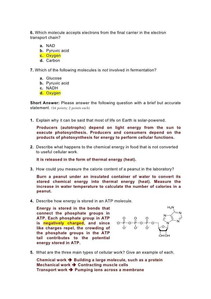 Cellular Respiration Overview Worksheet Chapter 7 Answer Key as Well as Cell Energy Worksheet Answers Kidz Activities