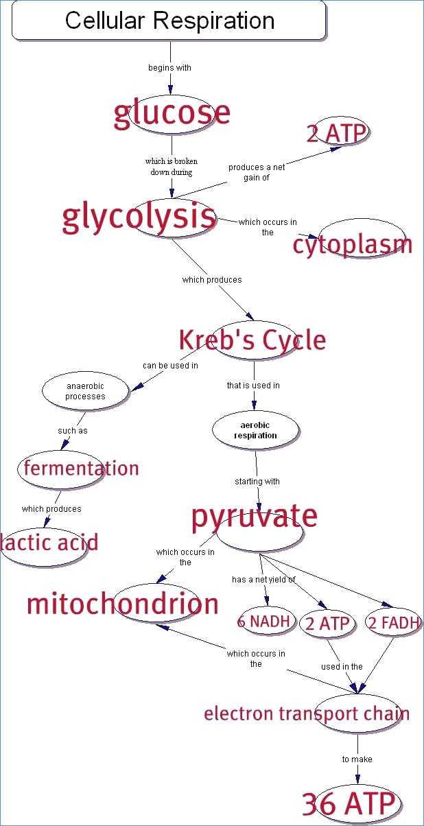 Cellular Respiration Overview Worksheet Chapter 7 Answer Key together with Synthesis and Respiration Worksheet Answers