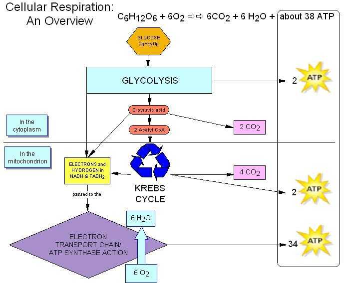 Cellular Respiration Overview Worksheet Chapter 7 Answer Key with 65 Best Cellular Respiration Images On Pinterest