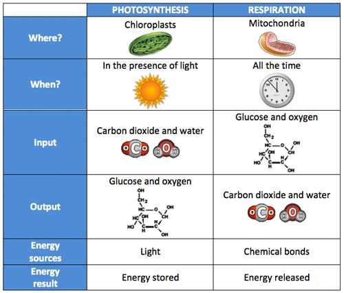 Cellular Respiration Worksheet Pdf Along with Chart Paring Photosynthesis to Respiration This Image is Also A
