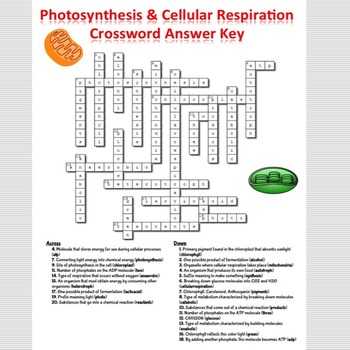 Cellular Respiration Worksheet Pdf and 43 Beautiful Limiting Reactant Worksheet High Resolution Wallpaper