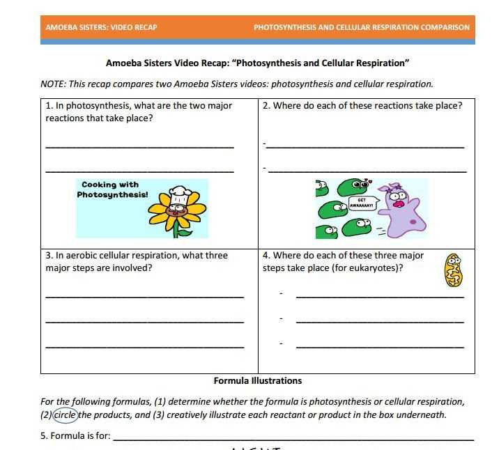 Cellular Respiration Worksheet Pdf with Synthesis Handout Made by the Amoeba Sisters to Visit