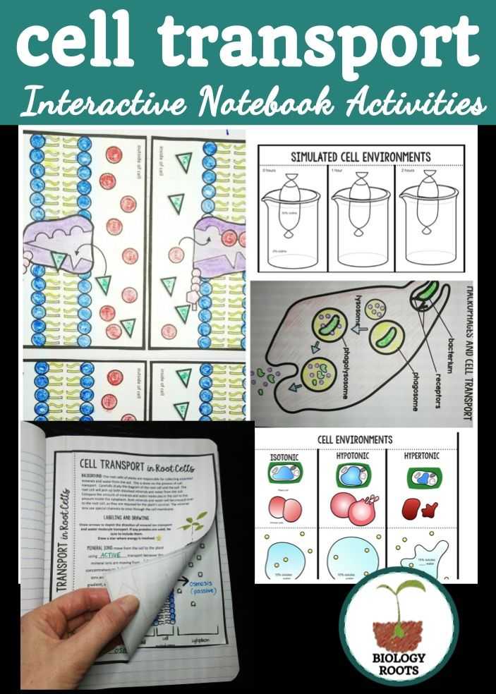 Cellular Transport Worksheet Along with Cell Transport Interactive Notebook Activities
