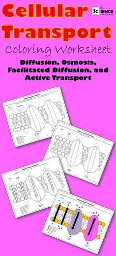 Cellular Transport Worksheet and Cell Membrane Transport Worksheet Osmosis Diffusion