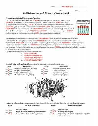 Cellular Transport Worksheet or Cell Membrane Diagram Worksheet Awesome Key Cell Membrane and