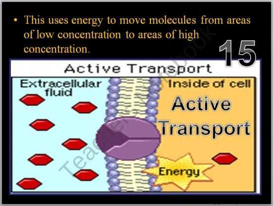 Cellular Transport Worksheet or Cell Transport Osmosis Diffusion Active Transport Powerpoint Game