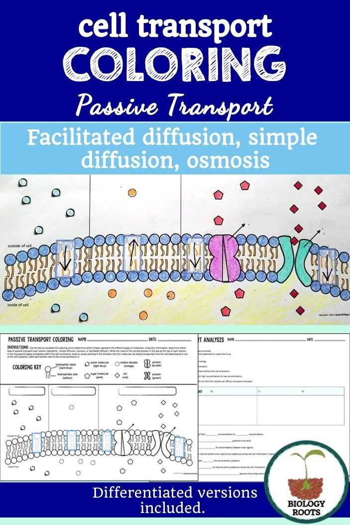 Cellular Transport Worksheet together with Membrane Transport I Passive Transport Ppt