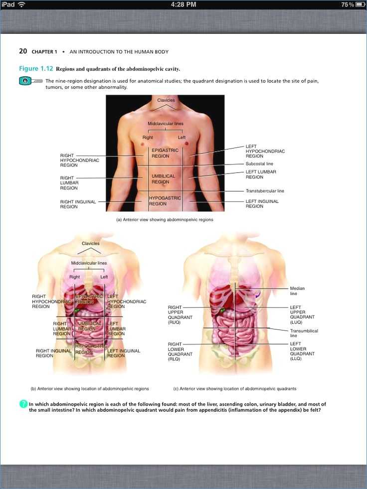 Chapter 1 Introduction to Human Anatomy and Physiology Worksheet Answers Along with Ziemlich Study Guide for Human Anatomy and Physiology Answers