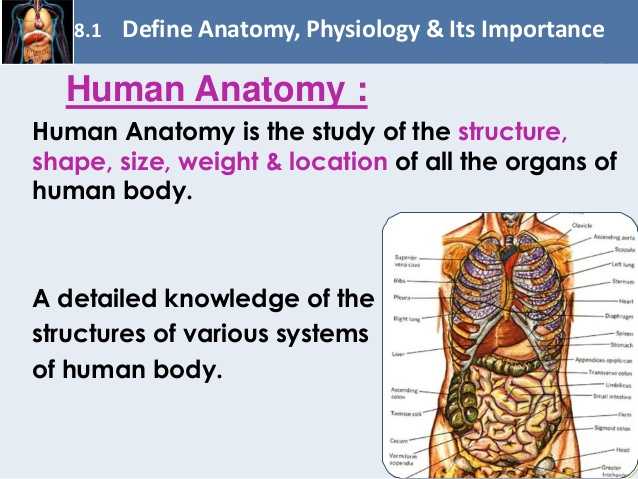 Chapter 1 Introduction to Human Anatomy and Physiology Worksheet Answers Also Chapter 8 Fundamentals Of Anatomy and Physiology