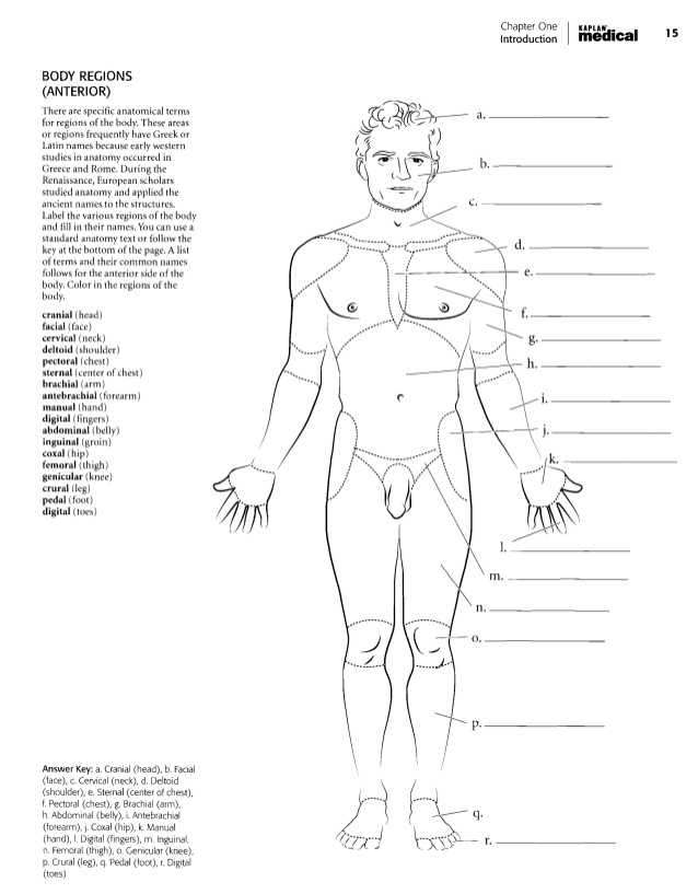 Chapter 1 Introduction to Human Anatomy and Physiology Worksheet Answers with Anatomia Dibujos