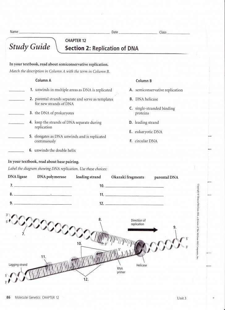Chapter 11 Introduction to Genetics Worksheet Answers and Ziemlich Study Guide for Human Anatomy and Physiology Answers