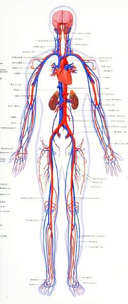 Chapter 11 the Cardiovascular System Worksheet Answer Key as Well as Schurz High School