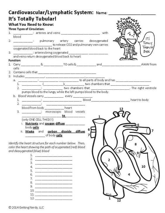 Chapter 11 the Cardiovascular System Worksheet Answer Key together with Cardiovascular Worksheet Worksheets for All
