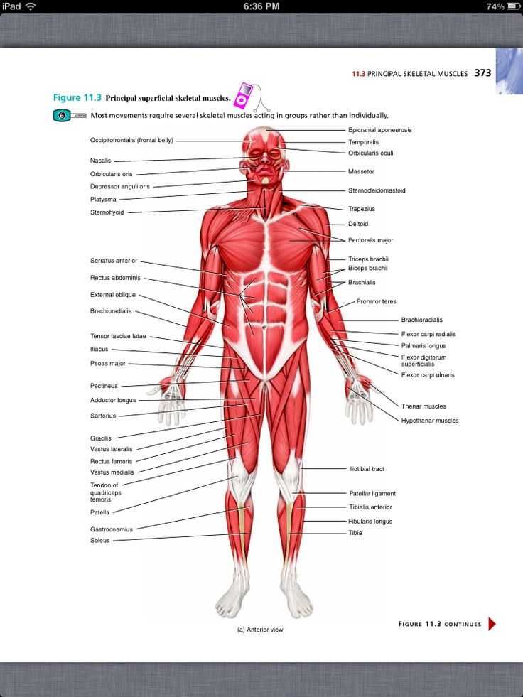 Chapter 11 the Cardiovascular System Worksheet Answer Key together with Ziemlich Best Human Anatomy and Physiology Book Zeitgenössisch