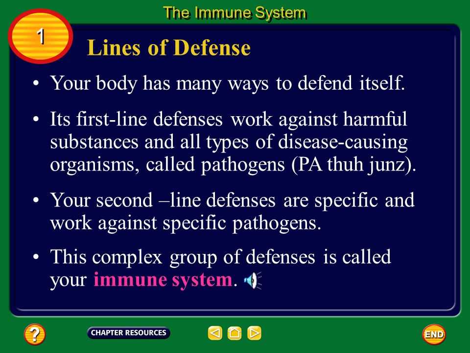 Chapter 24 the Immune System and Disease Worksheet Answer Key or Chapter Immunity and Disease Table Of Contents Section 3