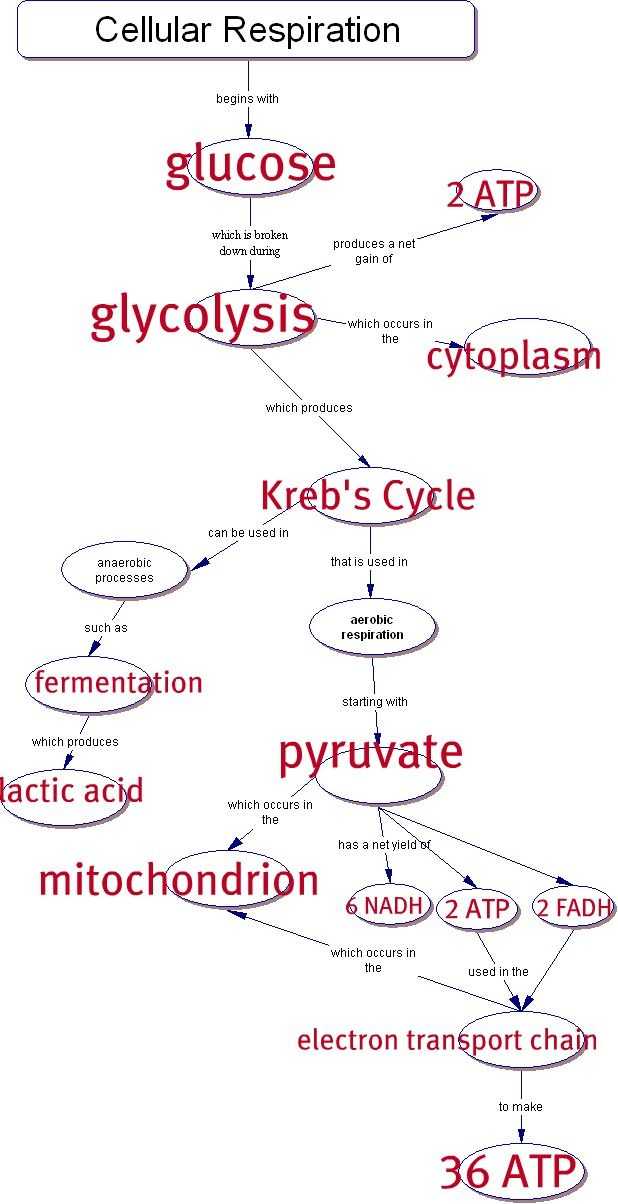 Chapter 7 Active Reading Worksheets Cellular Respiration Section 7 1 or 53 Best Synthesis and Cellular Respiration Images On Pinterest