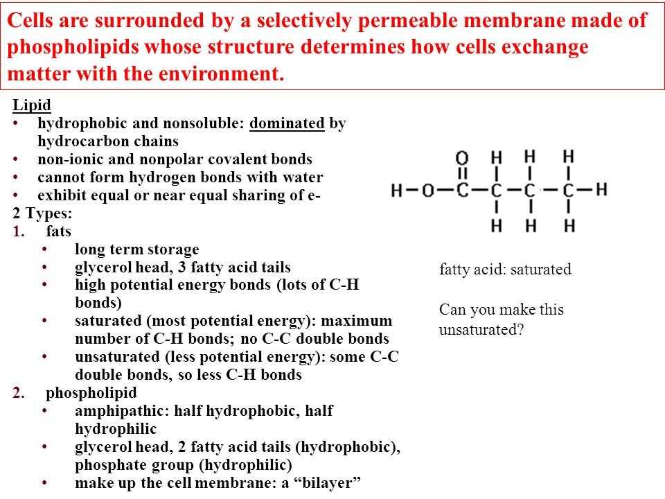 Chapter 7 Section 2 the Plasma Membrane Worksheet Answers as Well as 20 New S Chapter 7 Section 4 Cellular Transport Worksheet