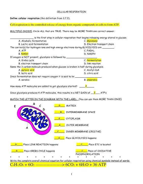 Chapter 9 Review Worksheet Cellular Respiration and Cell Energy Worksheet Key Stay at Hand