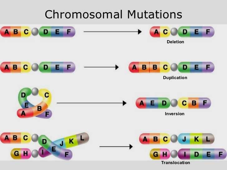 Chromosomal Mutations Worksheet and Gen Und Chromosomenmutations Arbeitsblatt Luxus Gene Structure
