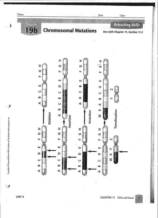Chromosomal Mutations Worksheet with Free Worksheets Mutations Worksheet Free Math Worksheets for