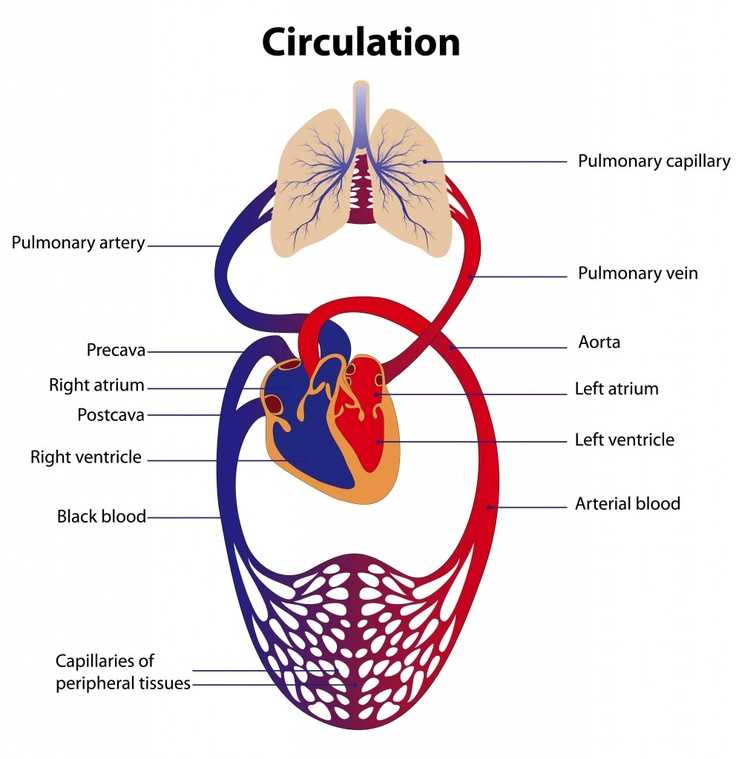 Circulatory and Respiratory System Worksheet Along with 558 Best Biology Images On Pinterest