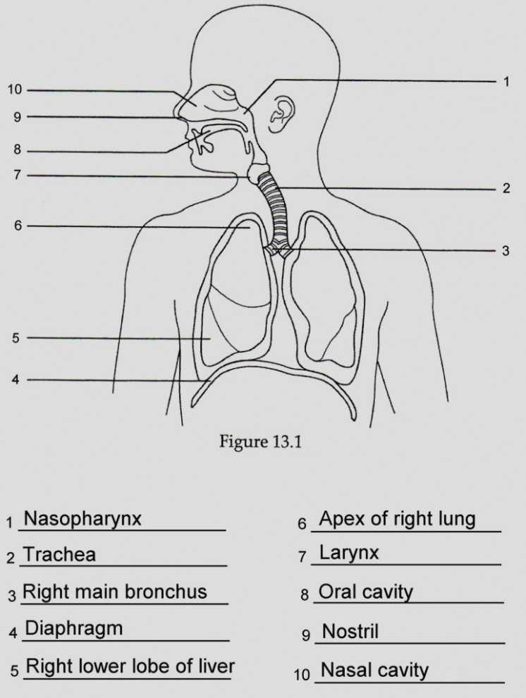 Circulatory and Respiratory System Worksheet and Erfreut High School Anatomy and Physiology Worksheets Ideen