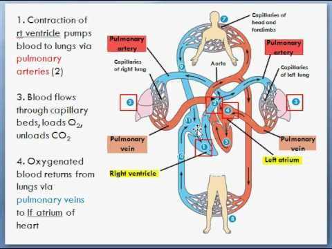 Circulatory and Respiratory System Worksheet as Well as 100 Best Heart and Lungs Images On Pinterest