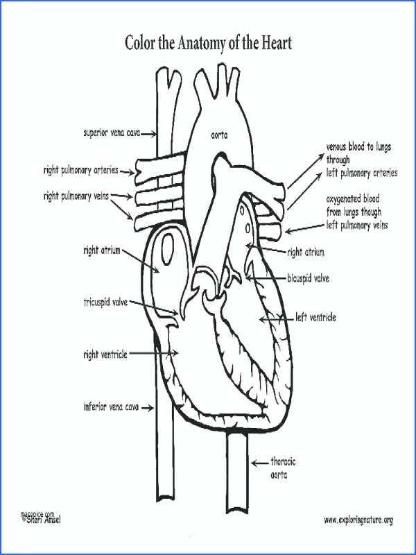 Circulatory and Respiratory System Worksheet as Well as Beste Circulatory System Anatomy and Physiology Ideen Menschliche