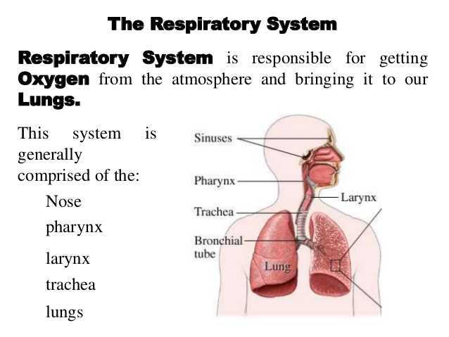 Circulatory and Respiratory System Worksheet with Respiratory System and Circulatory System Working to Her with Other…