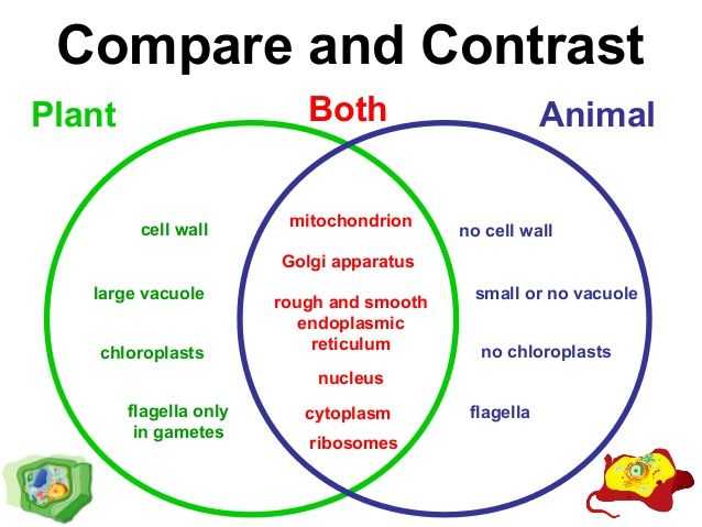 Comparing Plant and Animal Cells Worksheet Also 347 Best Homeschool Science Images On Pinterest