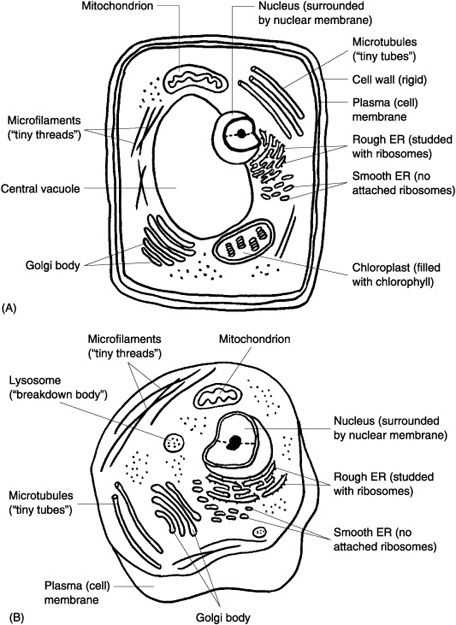 Comparing Plant and Animal Cells Worksheet or 147 Best Ag Biology Cells Viruses & organelles Images On