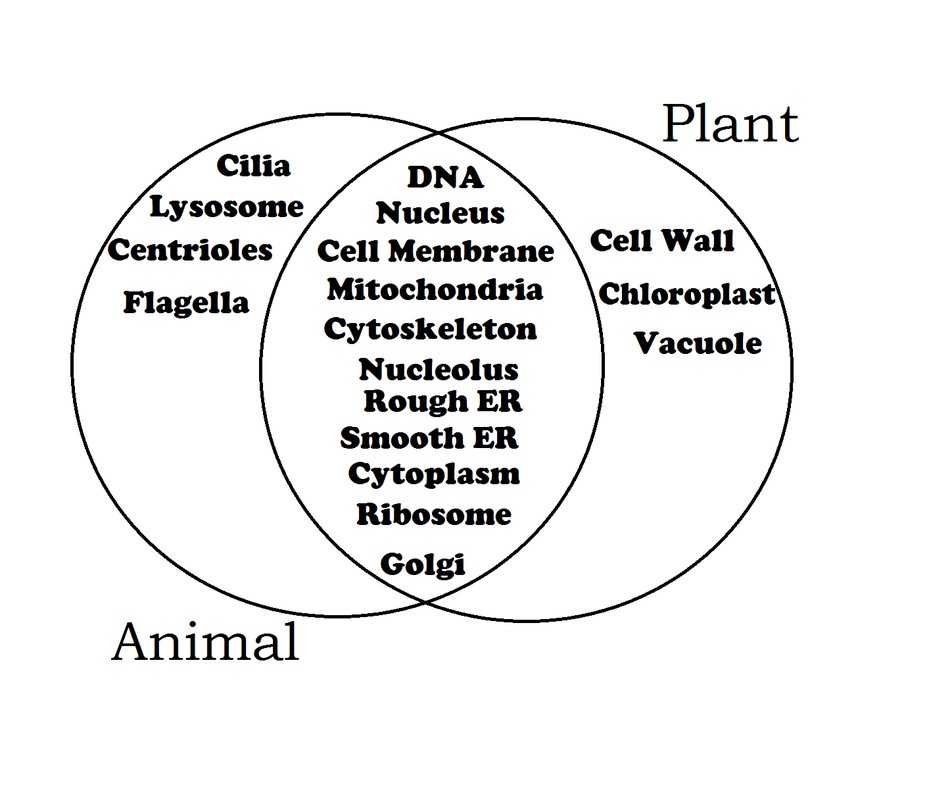 Comparing Plant and Animal Cells Worksheet together with Paring Plant and Animal Cells Venn Diagram Unique Pare Contrast
