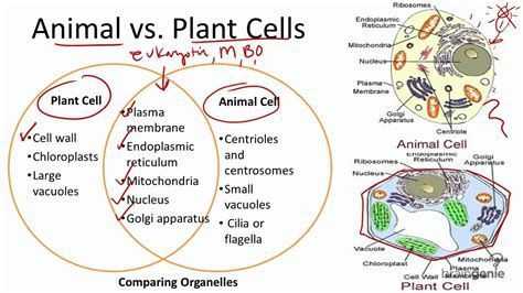 Comparing Plant and Animal Cells Worksheet with Paring Plant and Animal Cells Venn Diagram Best Animal Cells