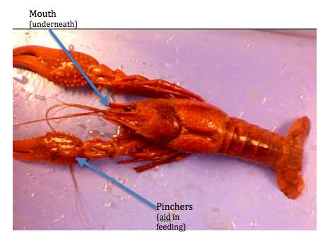 Crayfish Dissection Worksheet Along with Animalplanet Ben & Jerry S